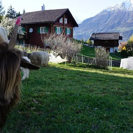 Cash Cow *
