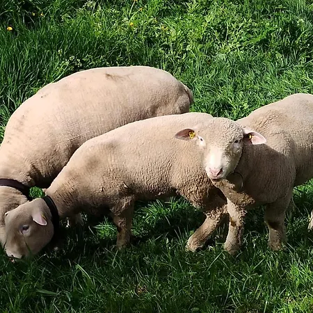 Cash Cow Kır Evi Unterbäch