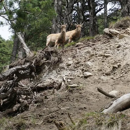 Cash Cow Venkovský dům *