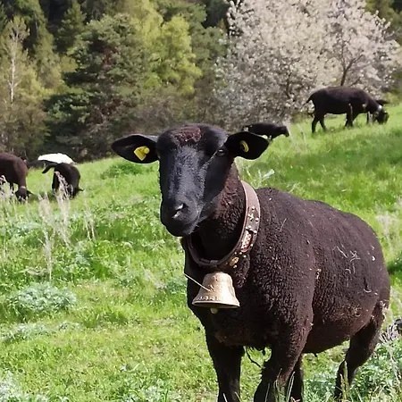Cash Cow Venkovský dům